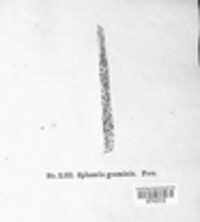 Phaeosphaeria graminis image
